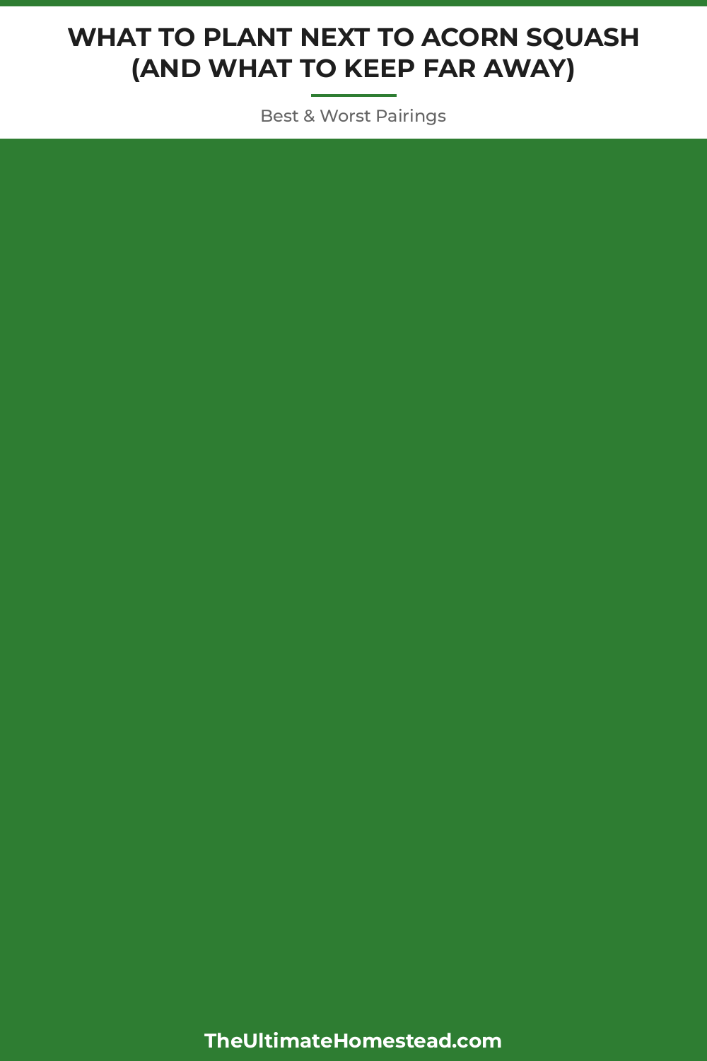 Acorn Squash Planting Guide