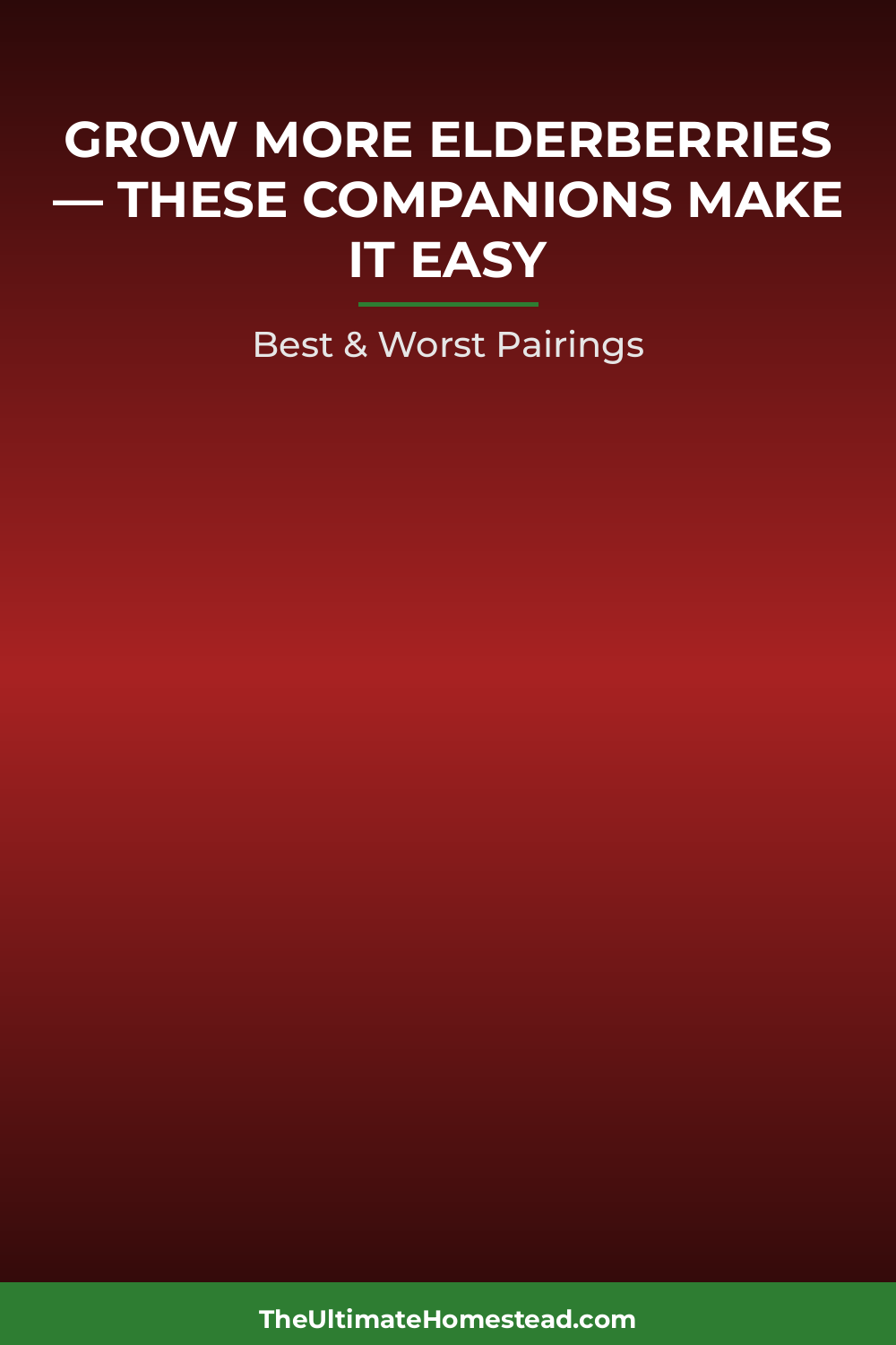 Elderberries Planting Guide