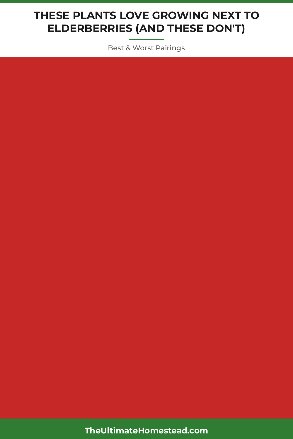 Elderberries Planting Guide