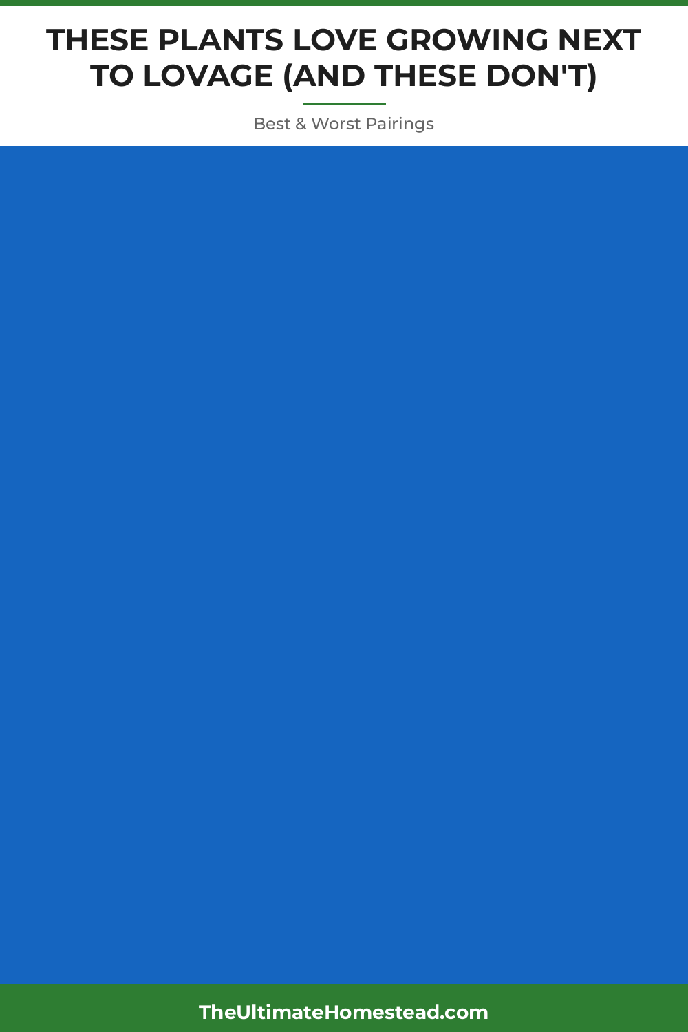 Lovage Planting Guide