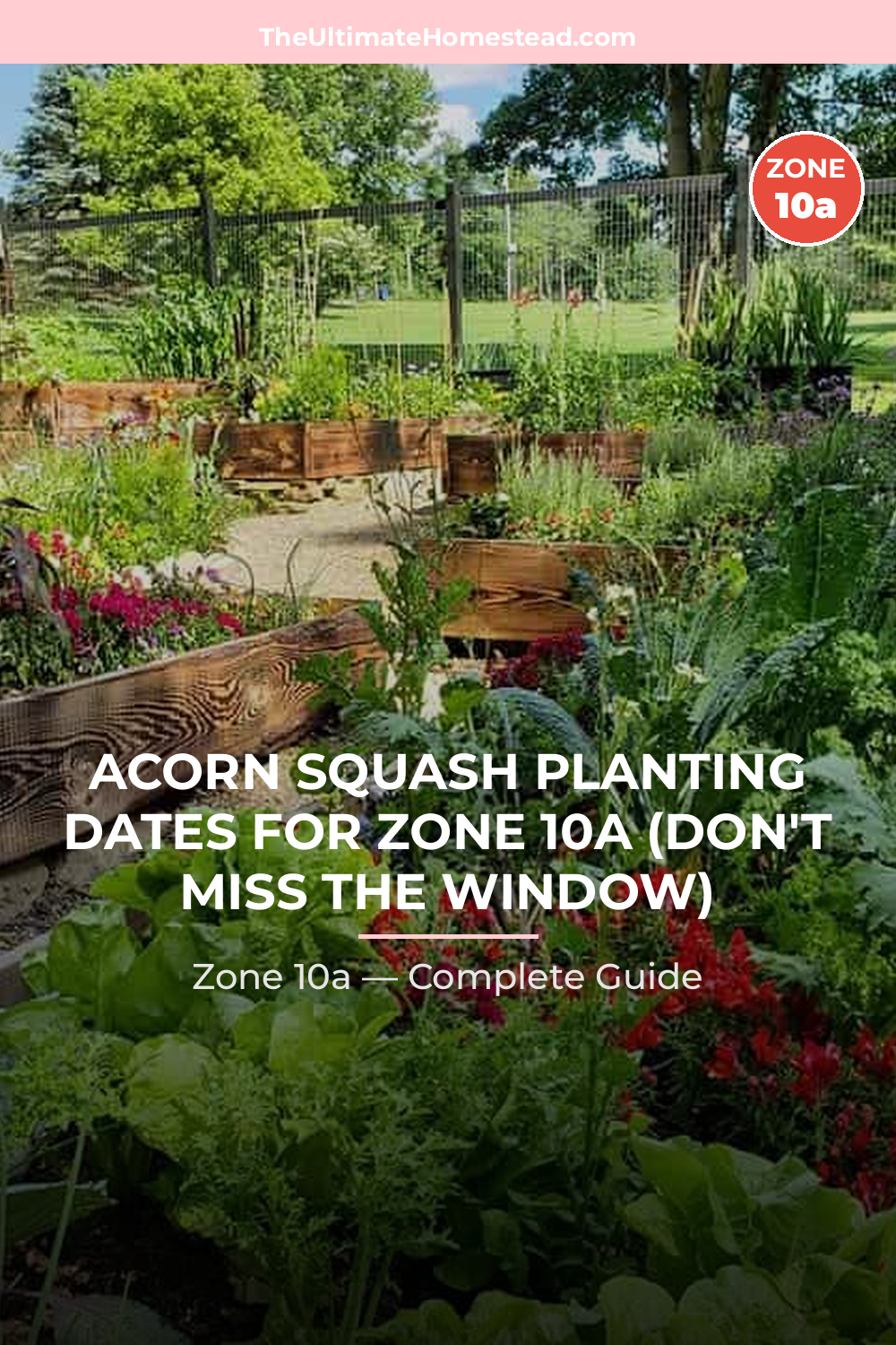 When to Plant Acorn Squash in Zone 10a