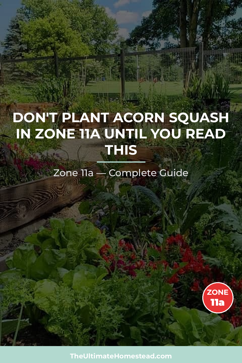 When to Plant Acorn Squash in Zone 11a