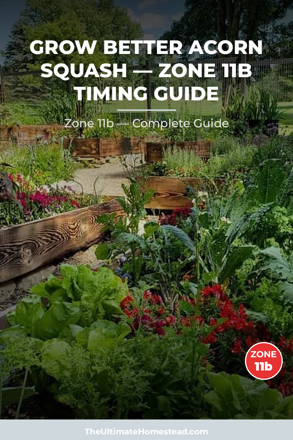 When to Plant Acorn Squash in Zone 11b
