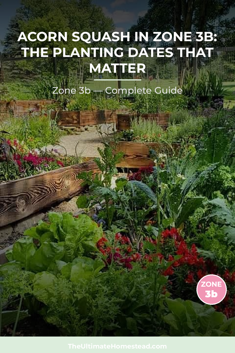 When to Plant Acorn Squash in Zone 3b