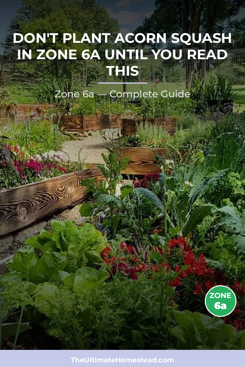 When to Plant Acorn Squash in Zone 6a