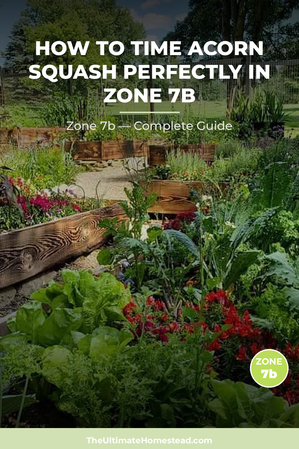 When to Plant Acorn Squash in Zone 7b