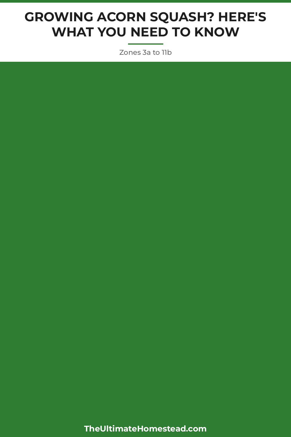 Acorn Squash Planting Guide