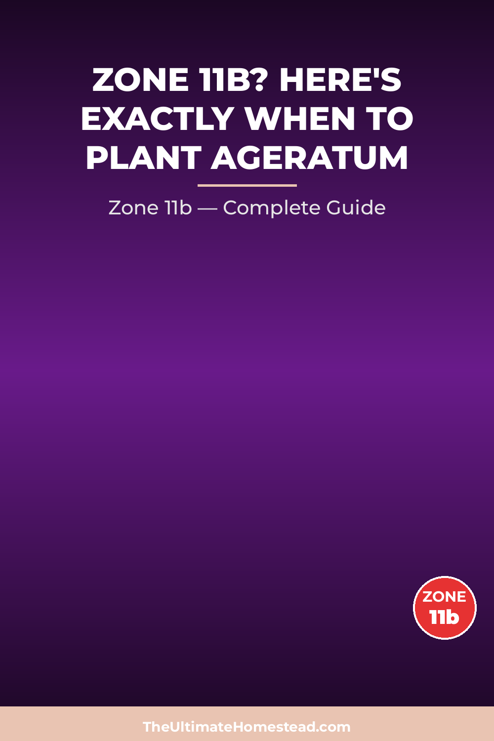 When to Plant Ageratum in Zone 11b