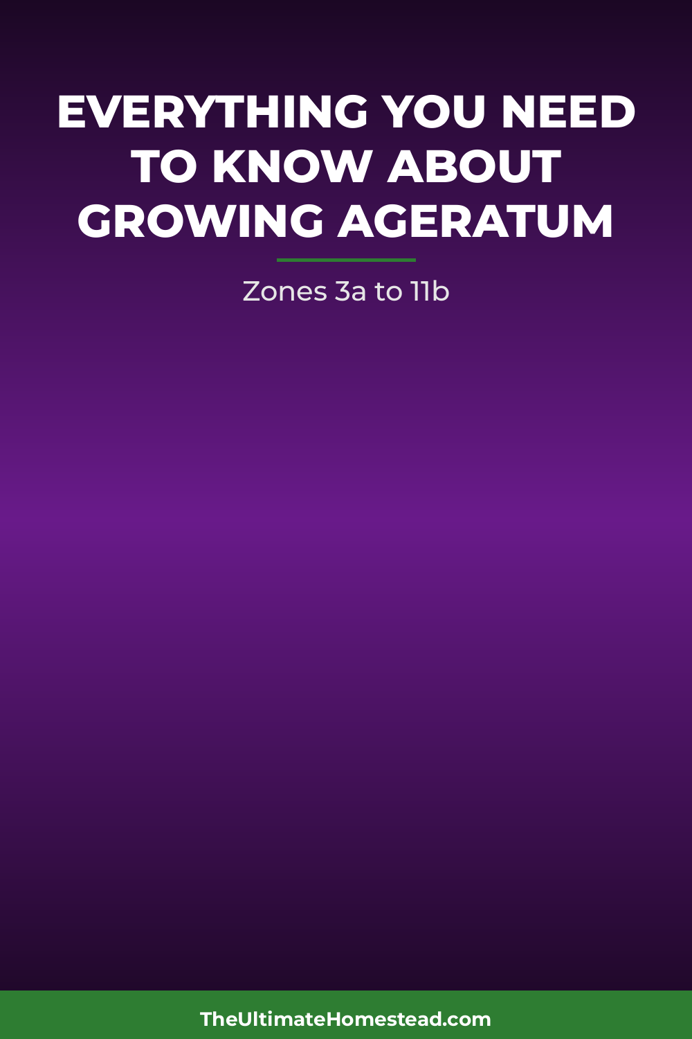 Ageratum Planting Guide