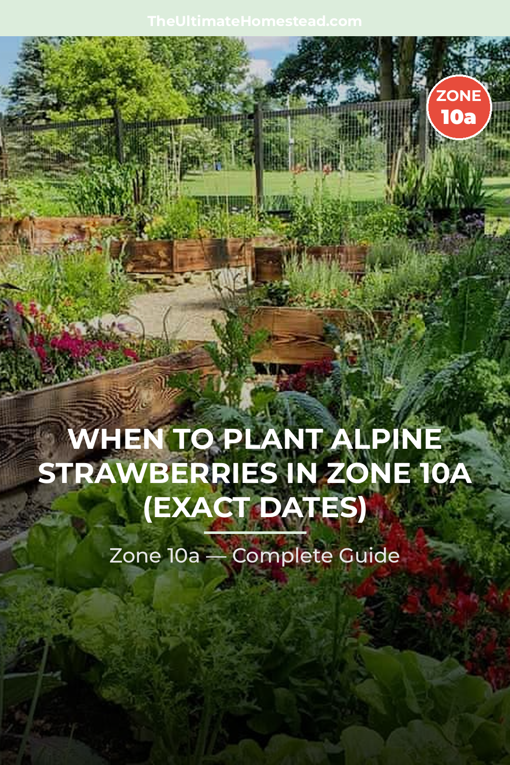 When to Plant Alpine Strawberries in Zone 10a