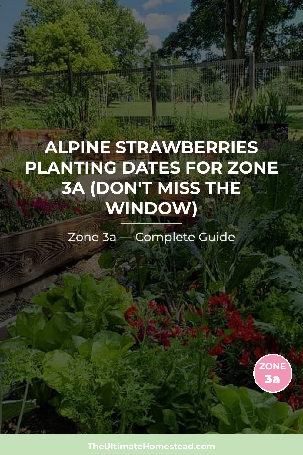 When to Plant Alpine Strawberries in Zone 3a