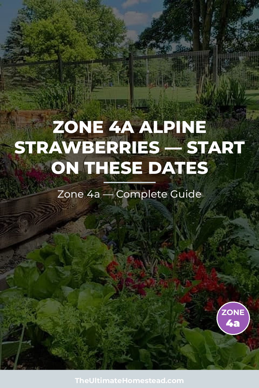 When to Plant Alpine Strawberries in Zone 4a