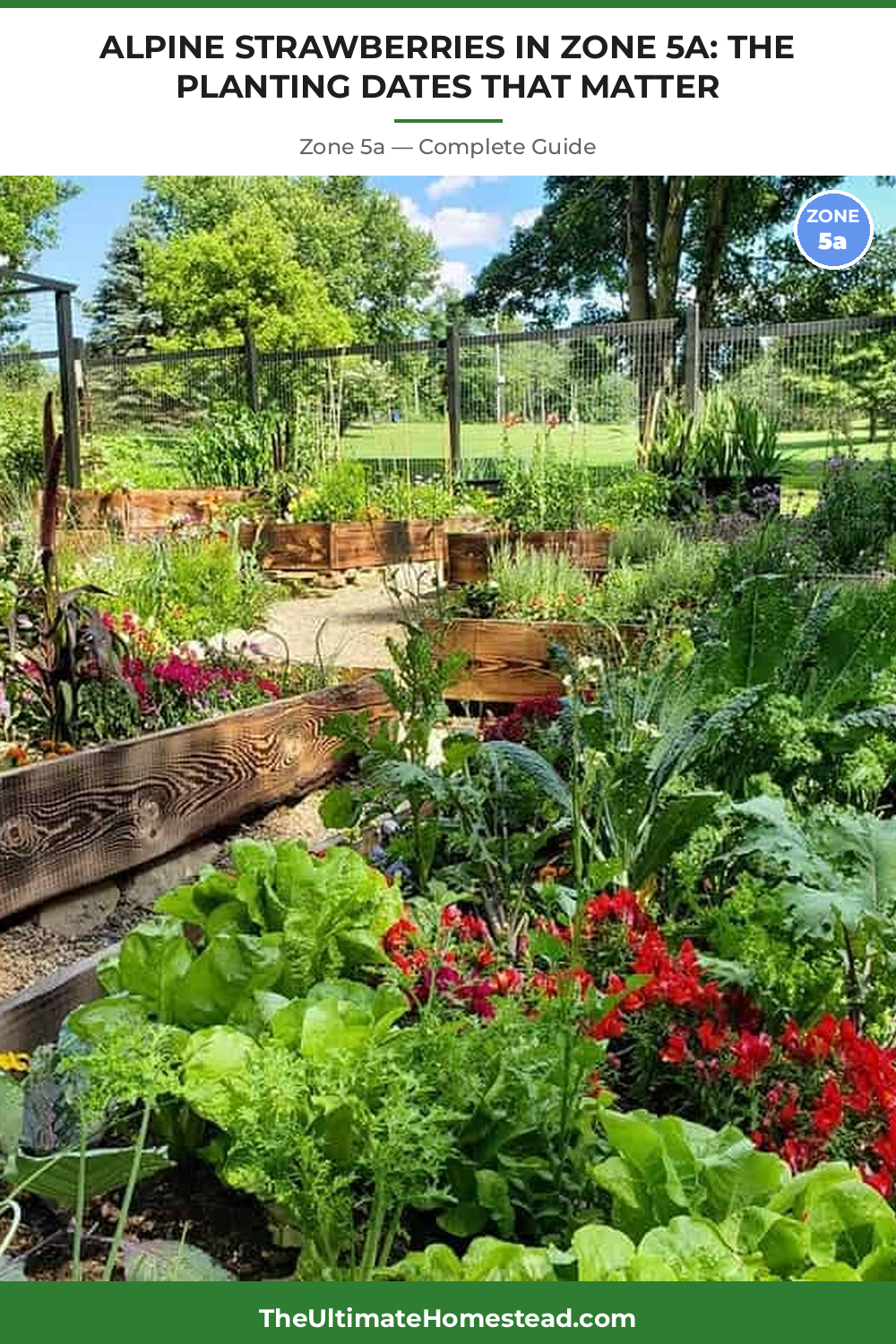 When to Plant Alpine Strawberries in Zone 5a