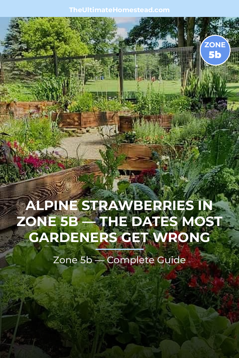 When to Plant Alpine Strawberries in Zone 5b