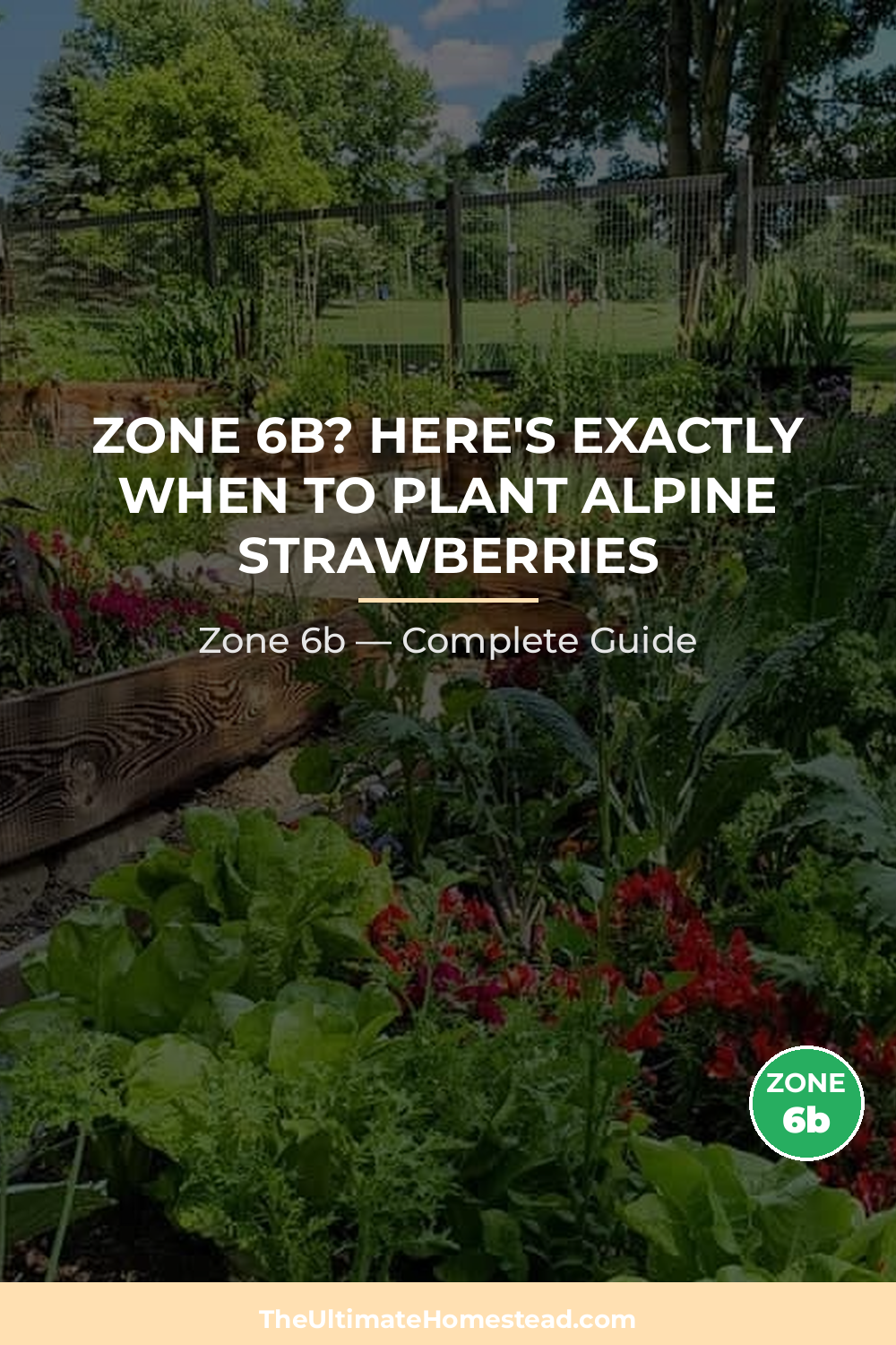 When to Plant Alpine Strawberries in Zone 6b