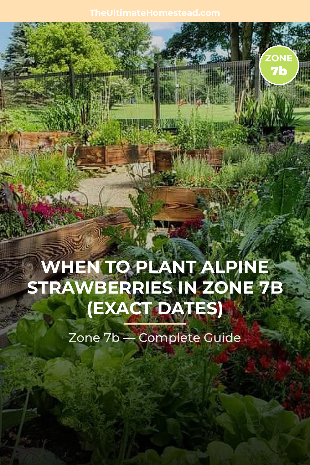 When to Plant Alpine Strawberries in Zone 7b
