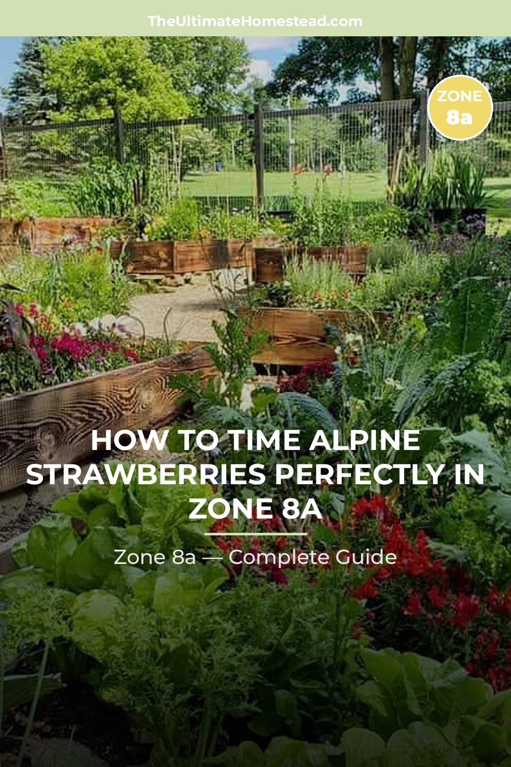 When to Plant Alpine Strawberries in Zone 8a
