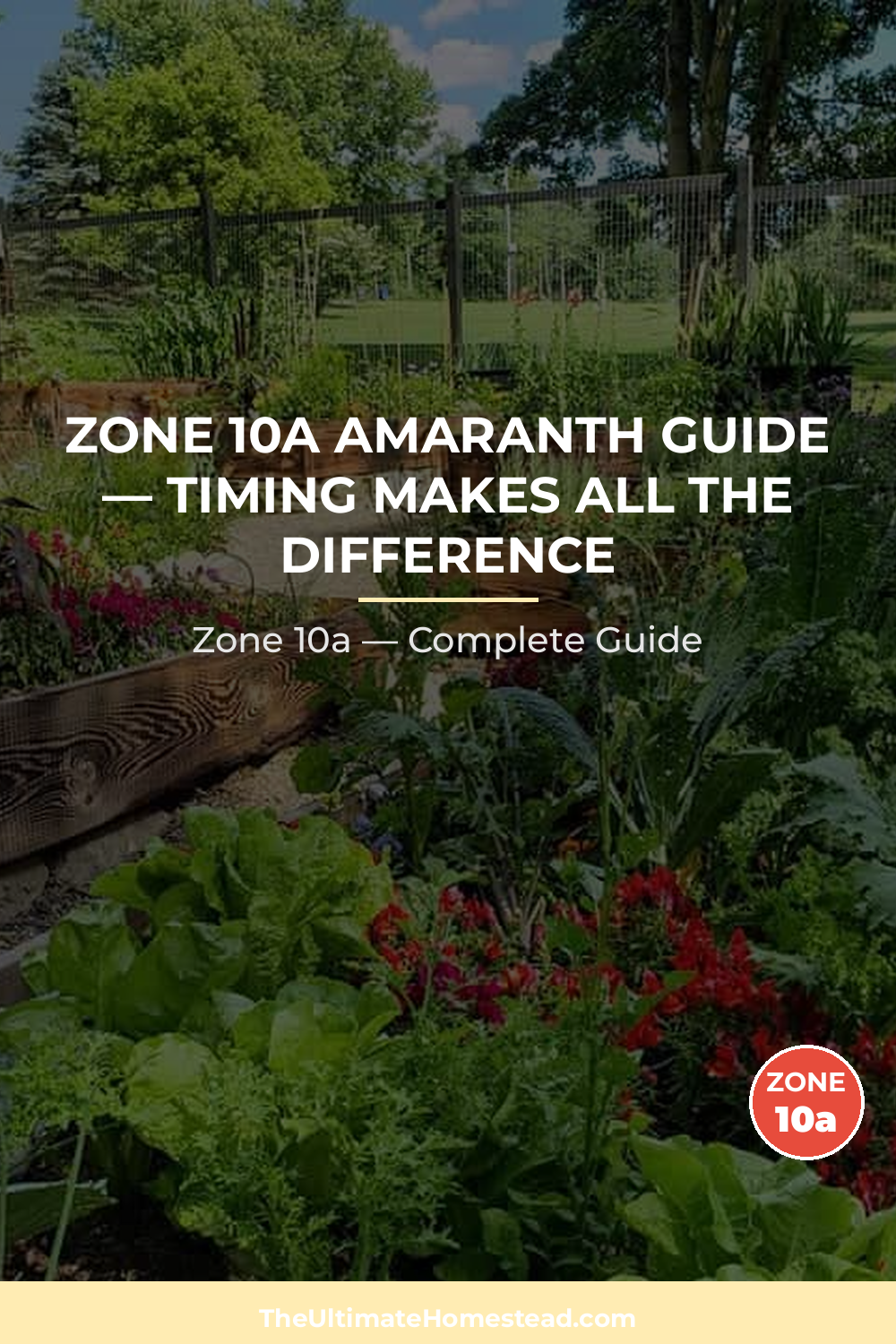 When to Plant Amaranth in Zone 10a