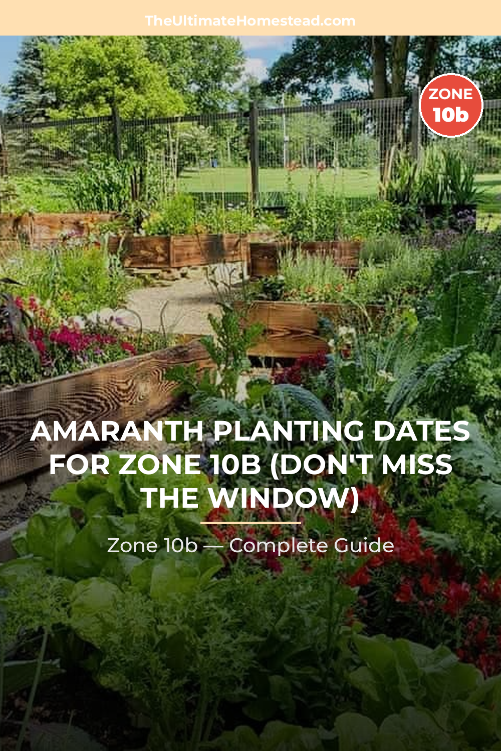 When to Plant Amaranth in Zone 10b