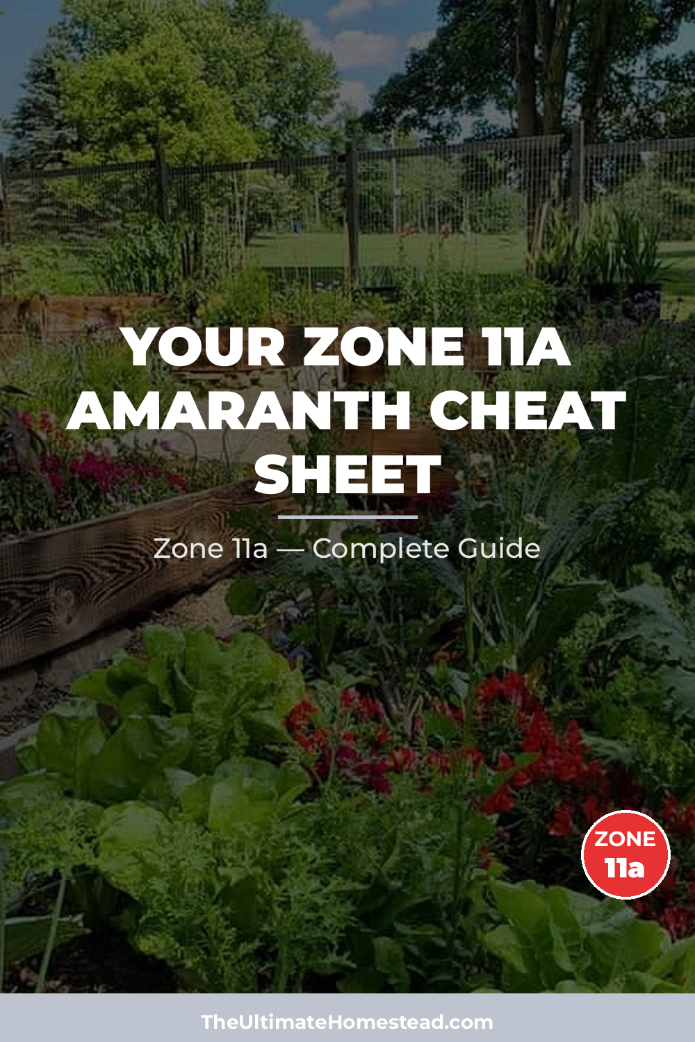When to Plant Amaranth in Zone 11a