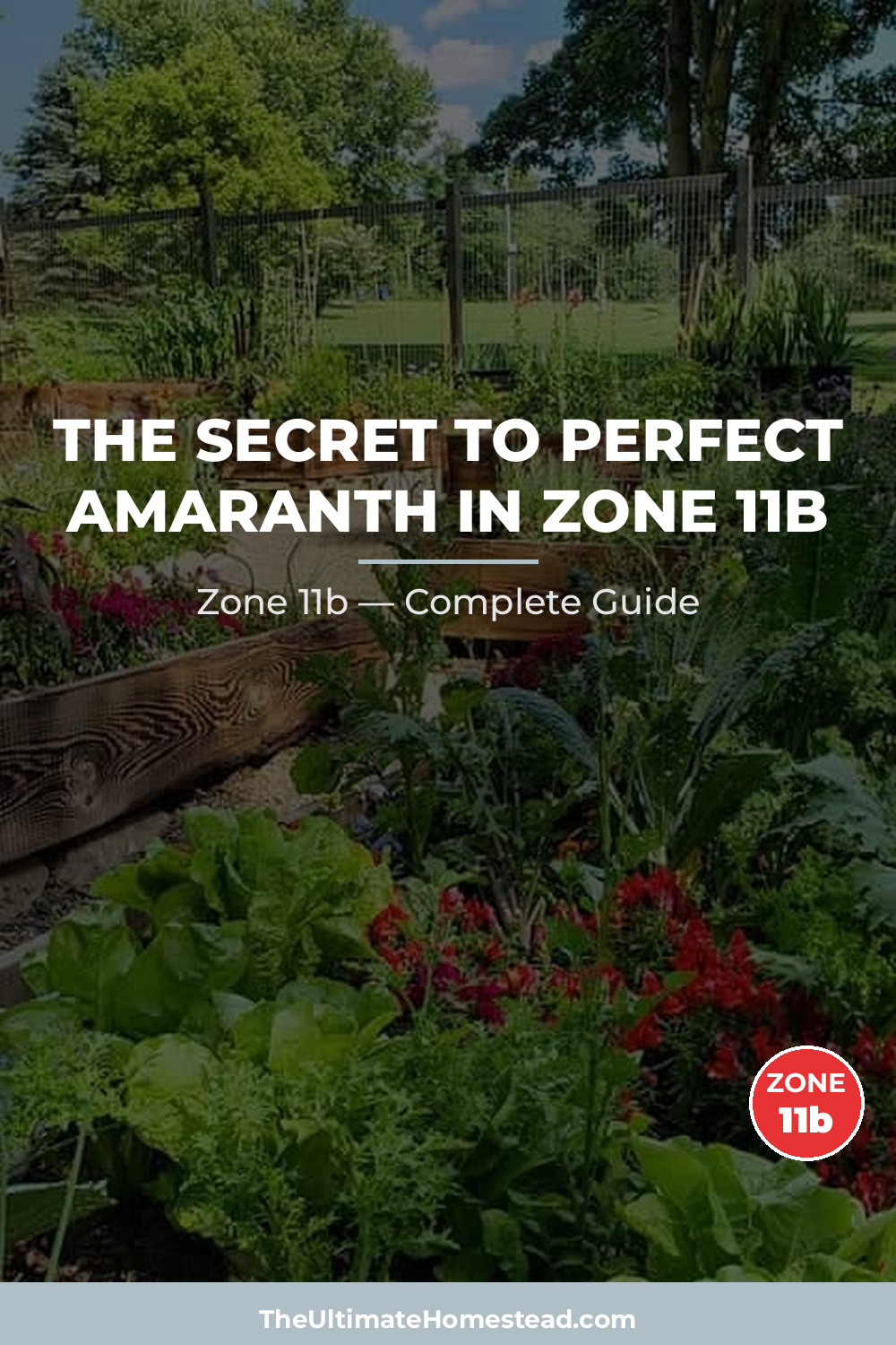 When to Plant Amaranth in Zone 11b