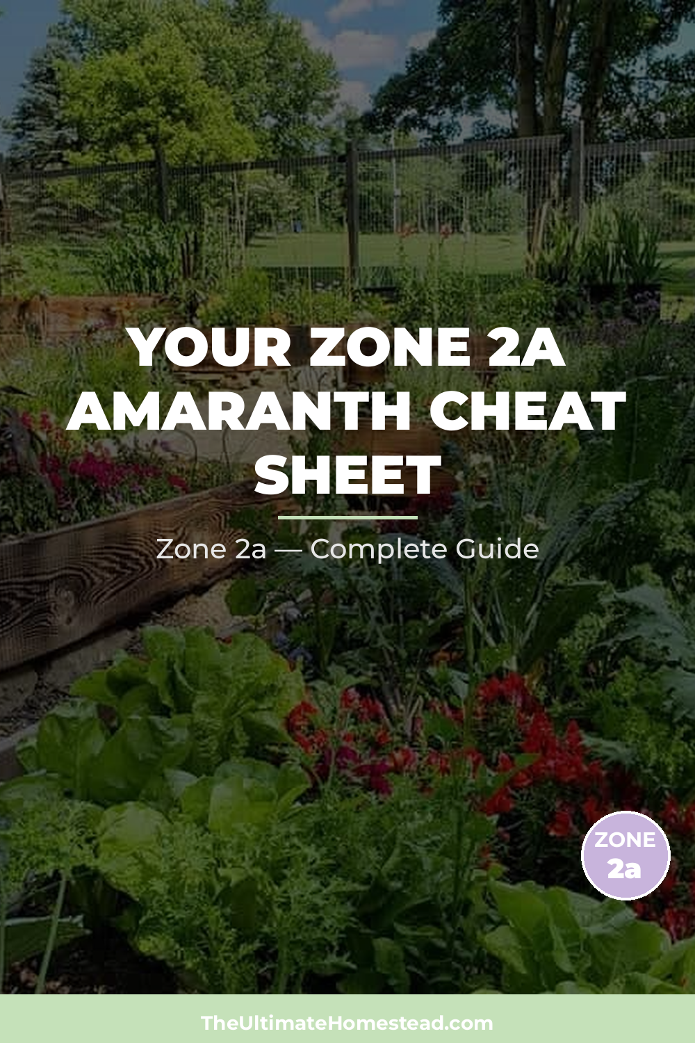 When to Plant Amaranth in Zone 2a