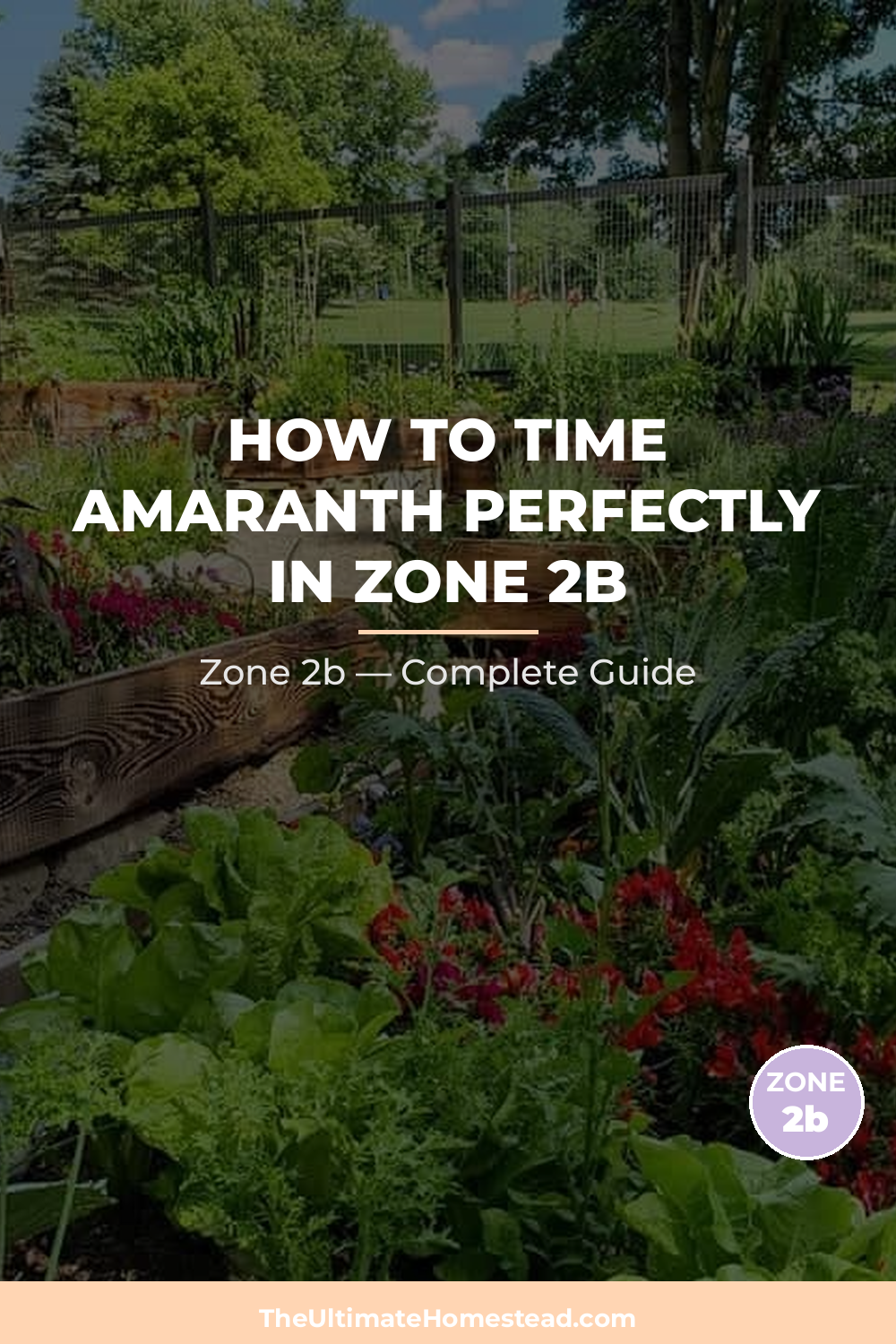 When to Plant Amaranth in Zone 2b