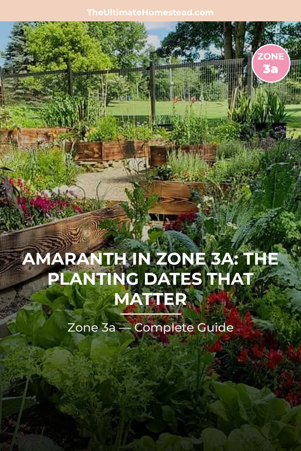 When to Plant Amaranth in Zone 3a