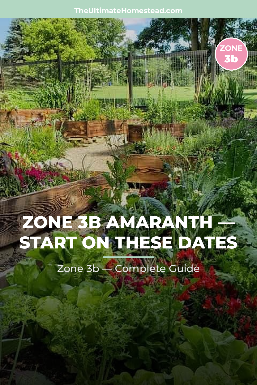 When to Plant Amaranth in Zone 3b