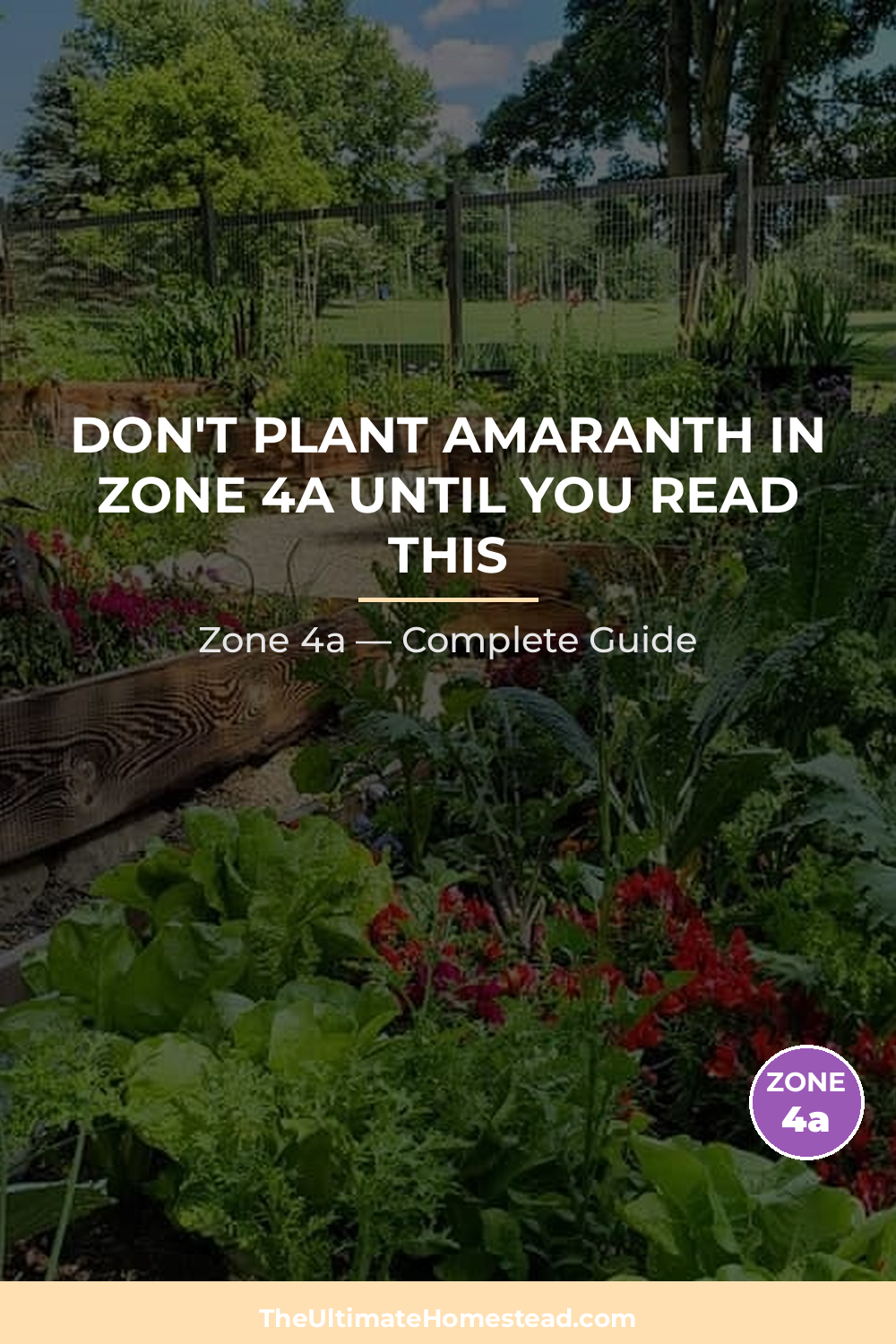 When to Plant Amaranth in Zone 4a