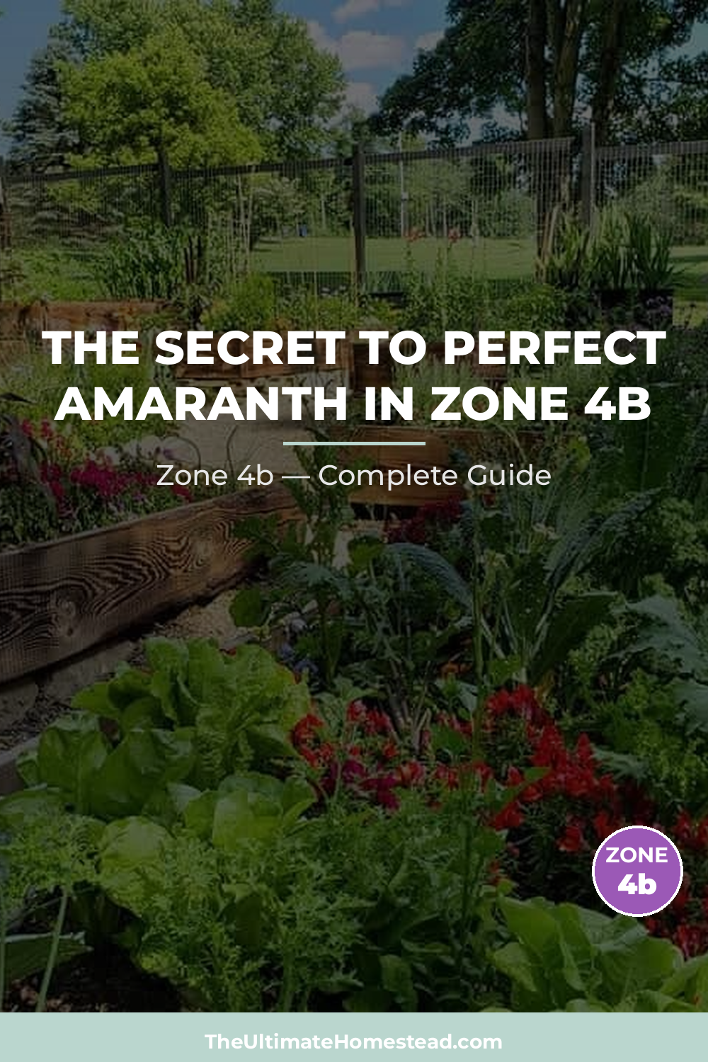 When to Plant Amaranth in Zone 4b