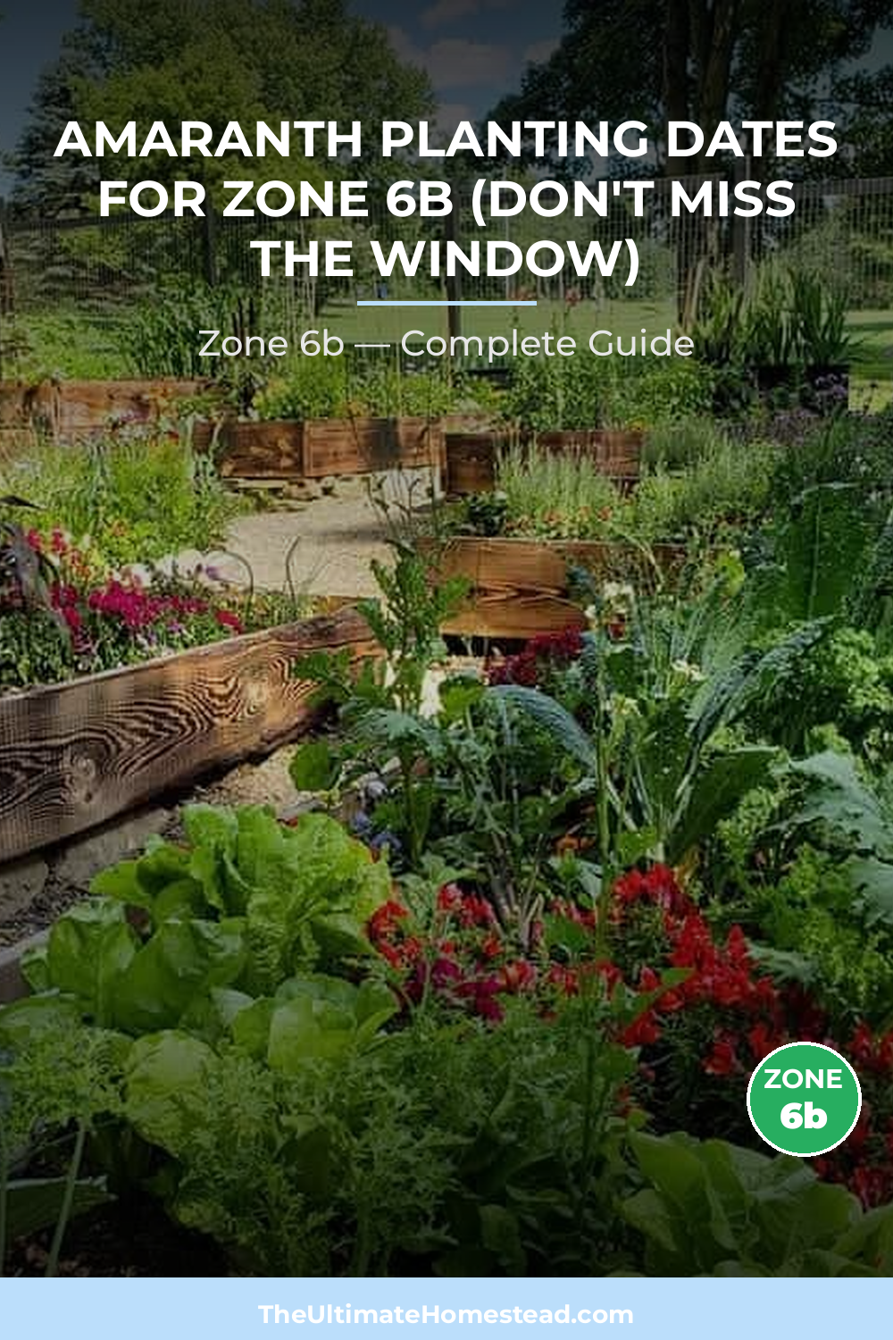 When to Plant Amaranth in Zone 6b