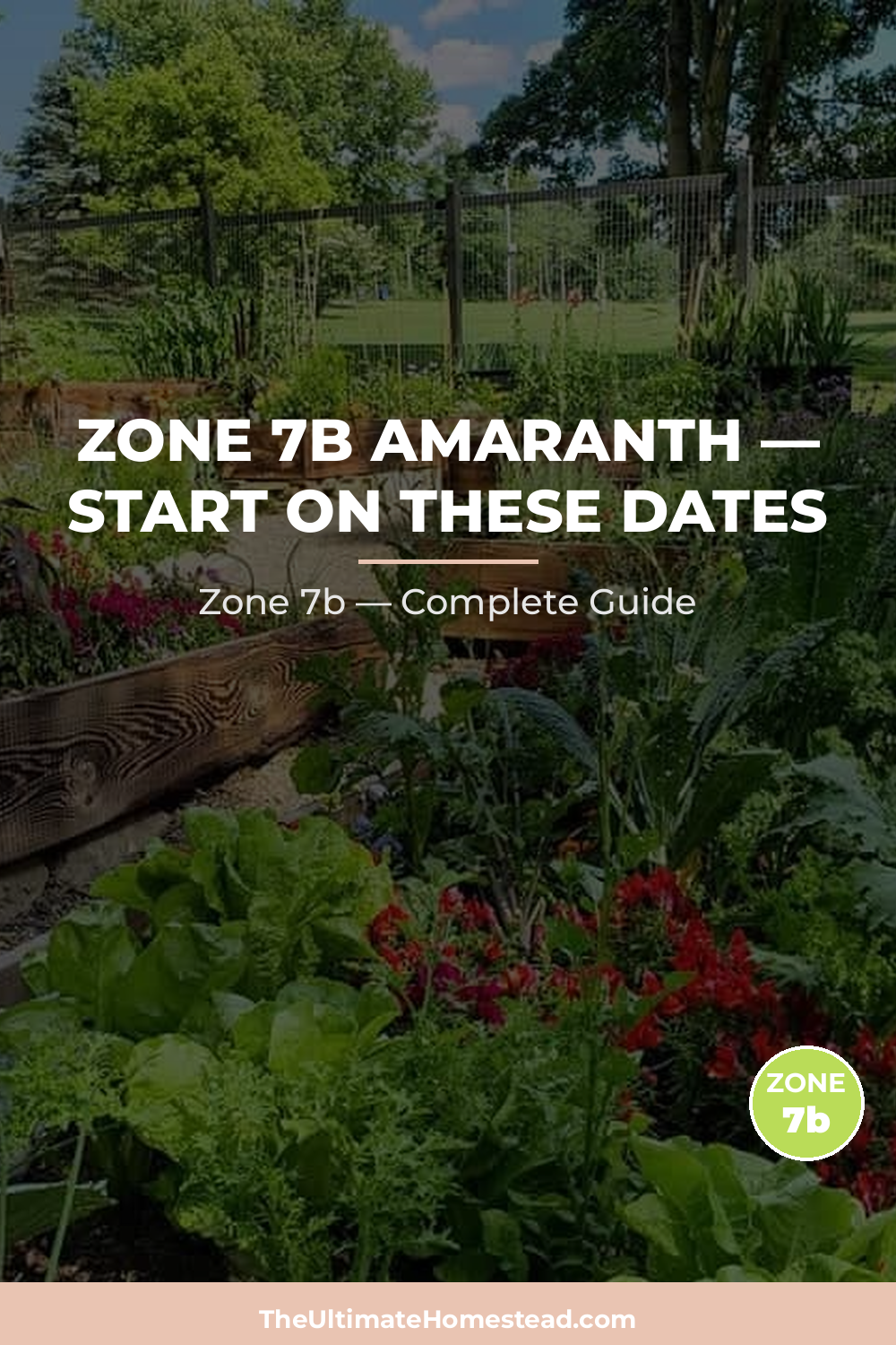 When to Plant Amaranth in Zone 7b