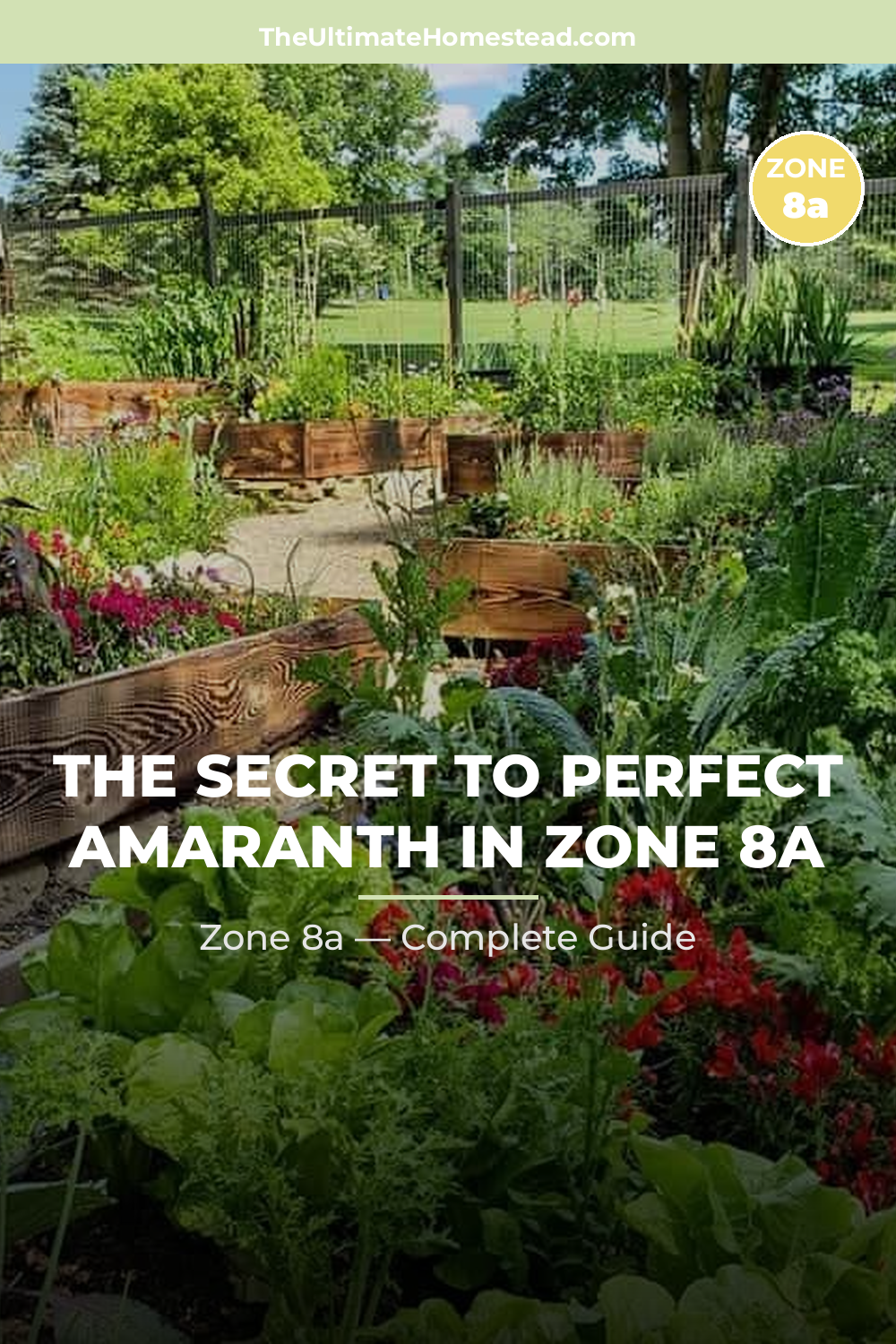 When to Plant Amaranth in Zone 8a