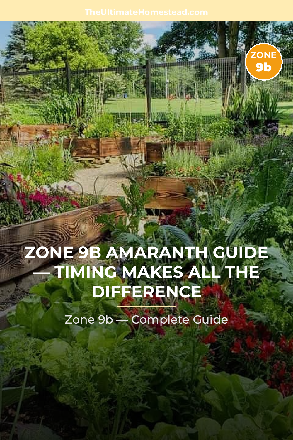 When to Plant Amaranth in Zone 9b