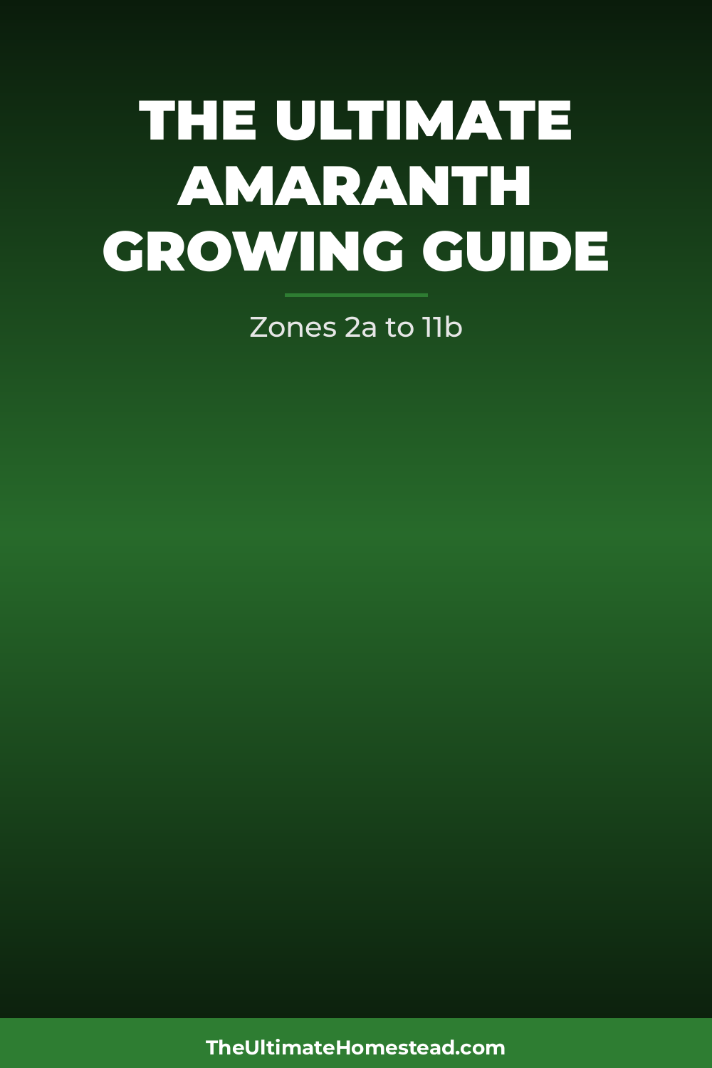Amaranth Planting Guide