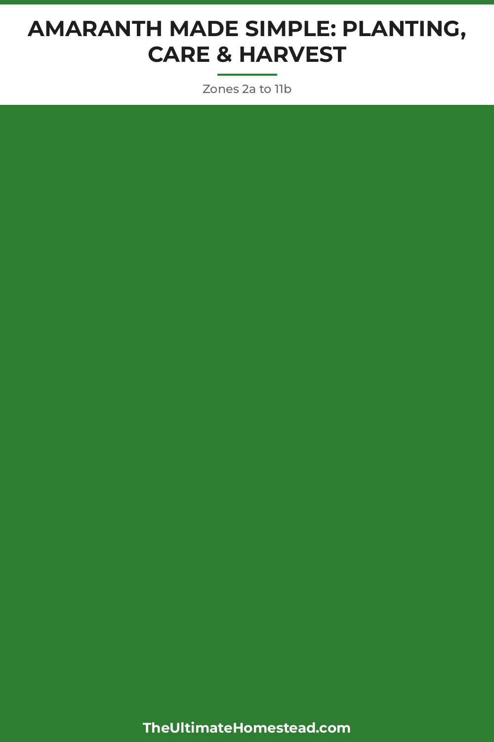 Amaranth Planting Guide