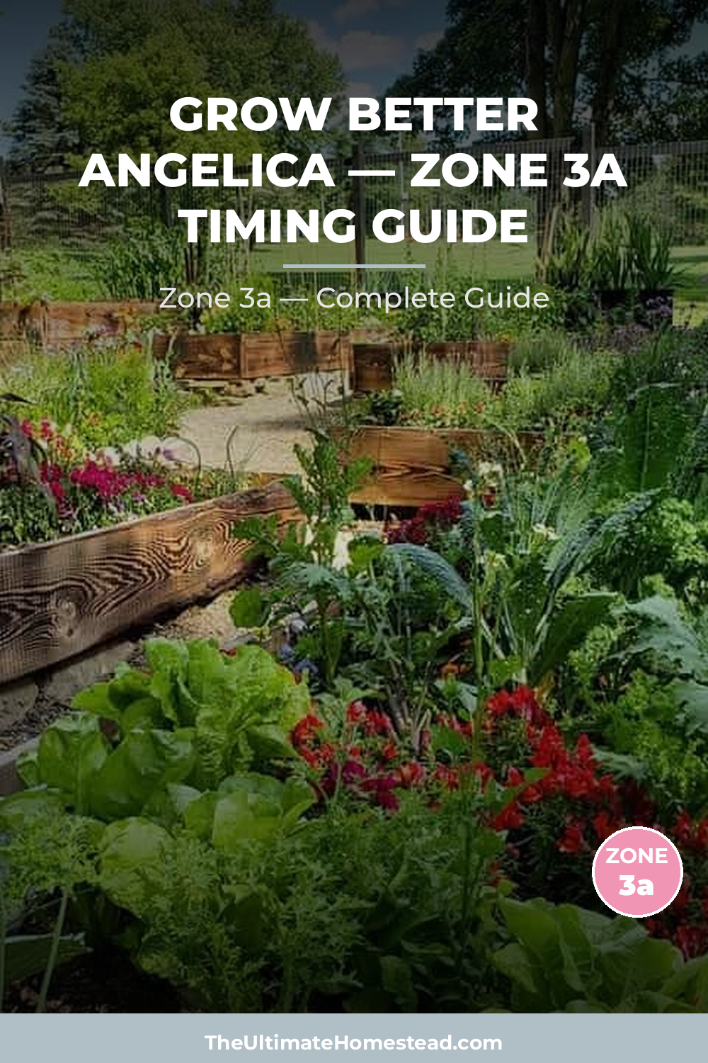When to Plant Angelica in Zone 3a