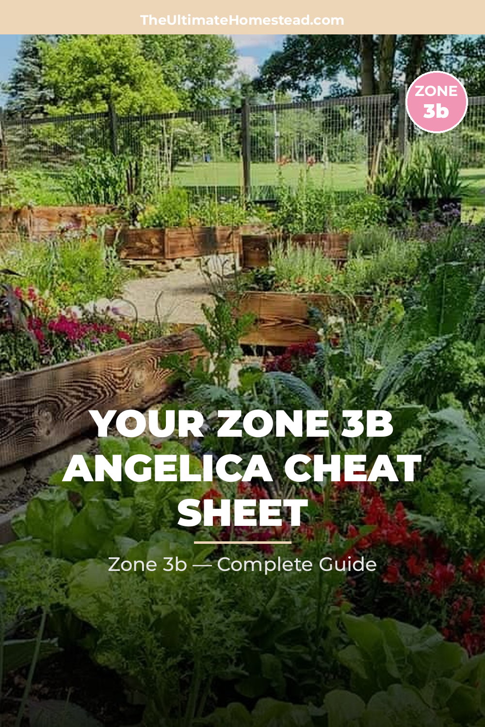 When to Plant Angelica in Zone 3b