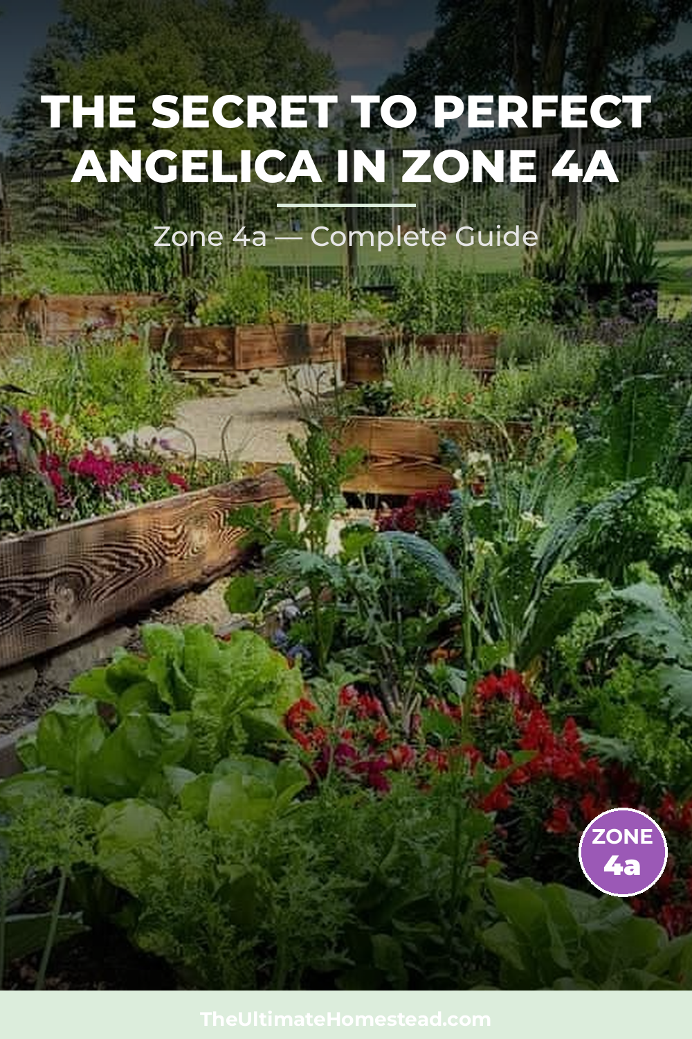 When to Plant Angelica in Zone 4a