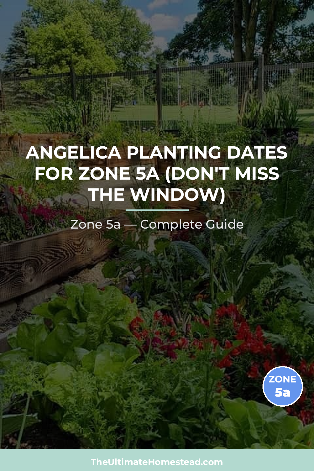 When to Plant Angelica in Zone 5a
