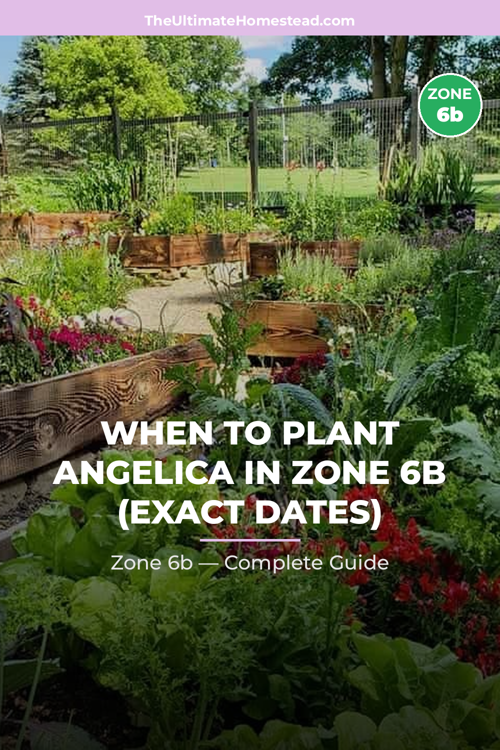 When to Plant Angelica in Zone 6b