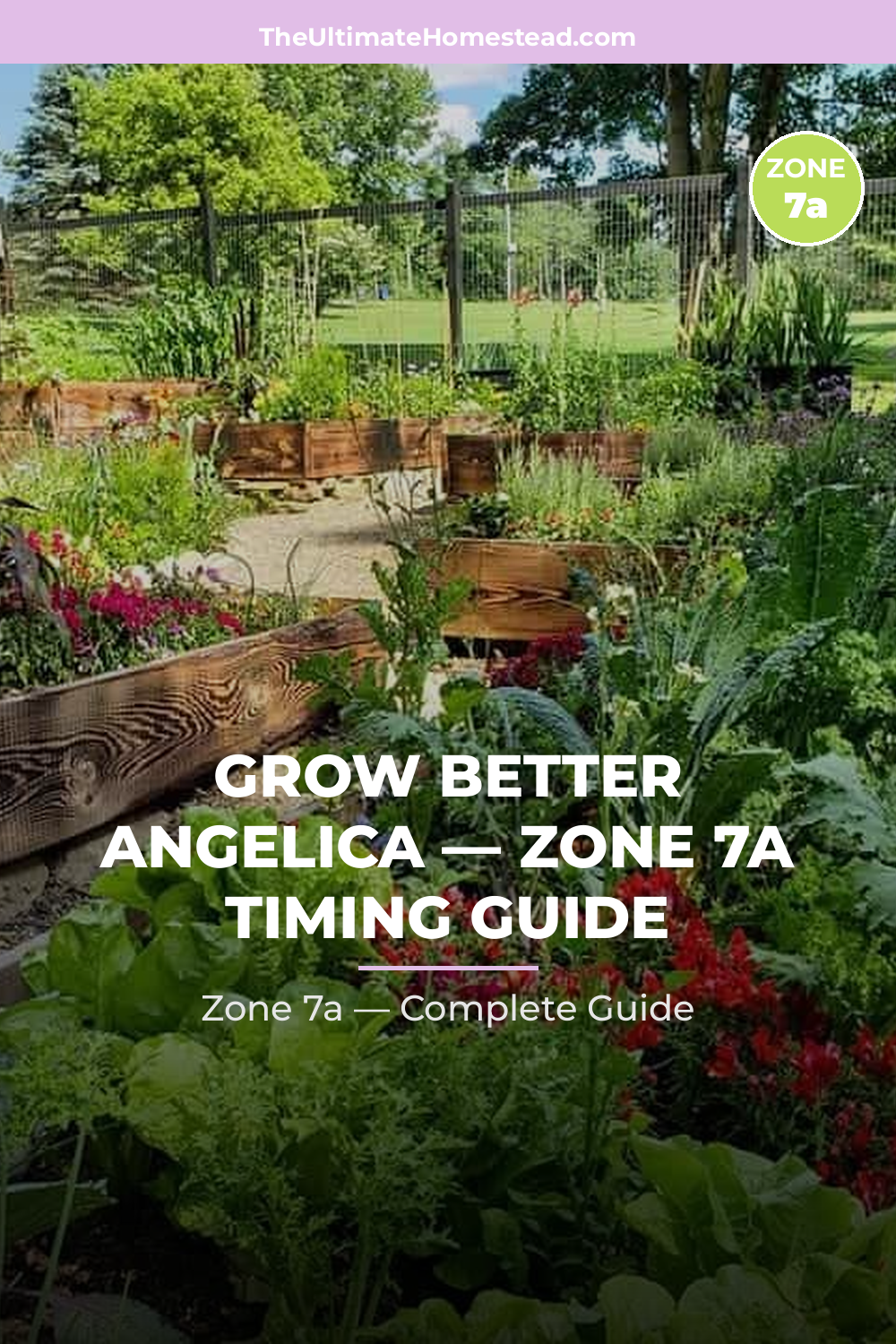 When to Plant Angelica in Zone 7a