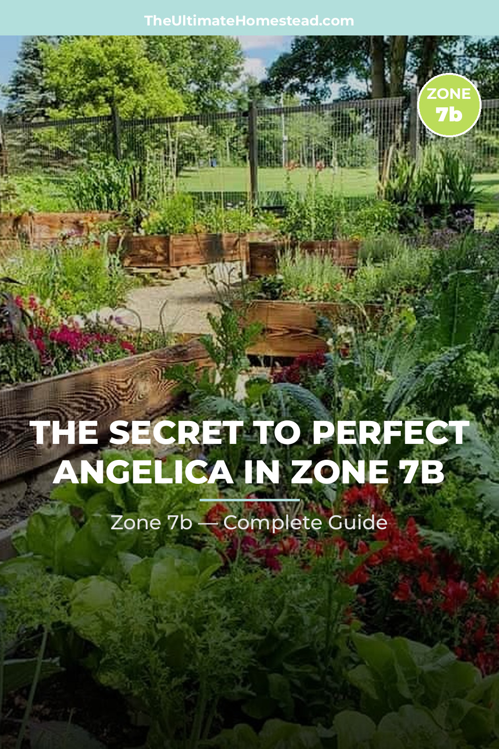 When to Plant Angelica in Zone 7b