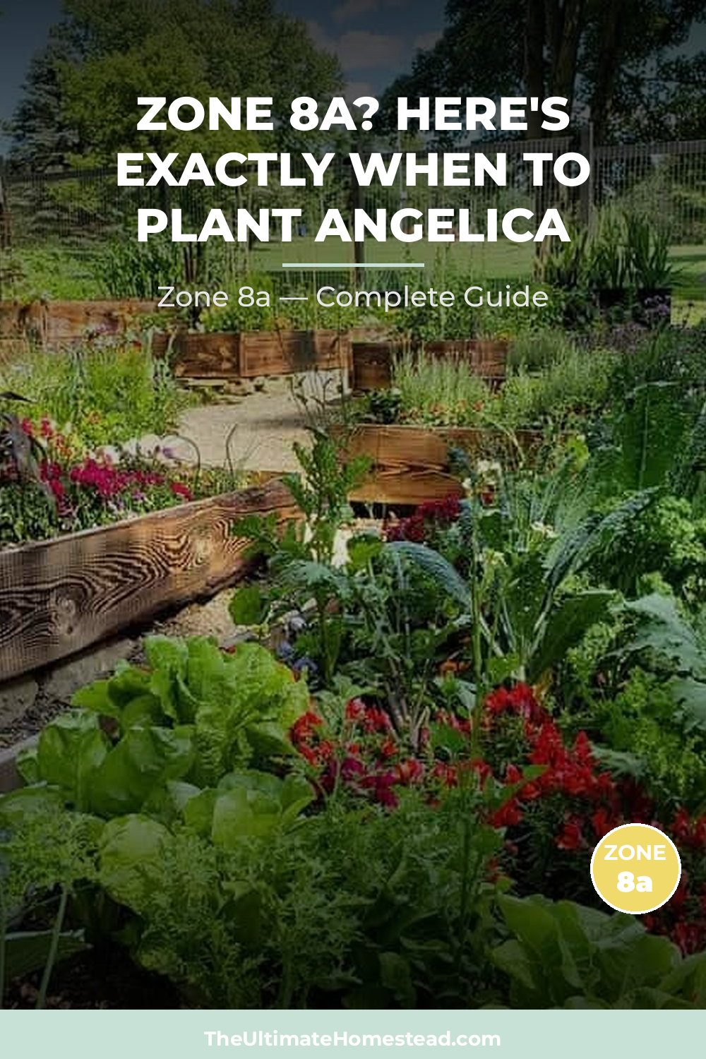 When to Plant Angelica in Zone 8a