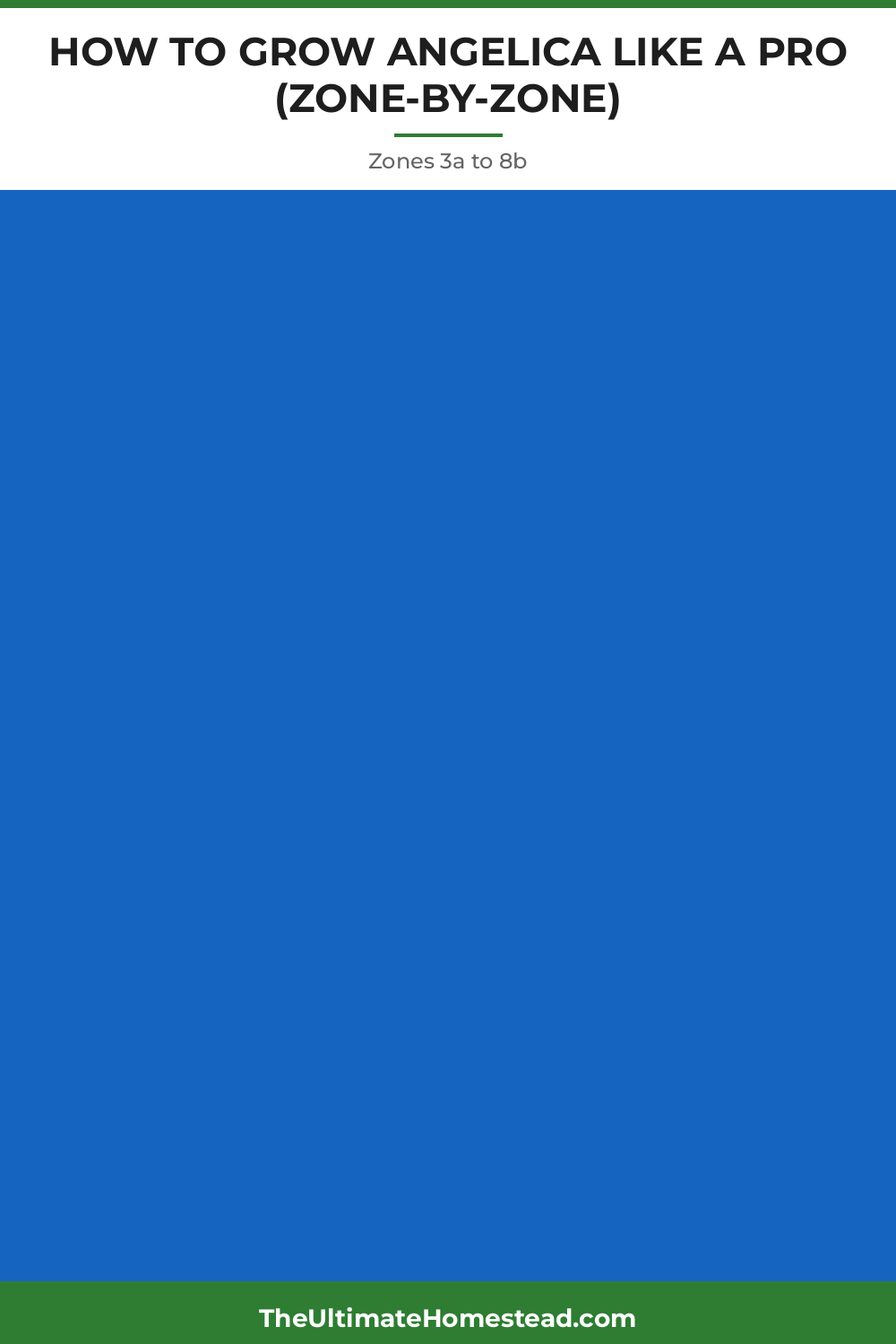 Angelica Planting Guide