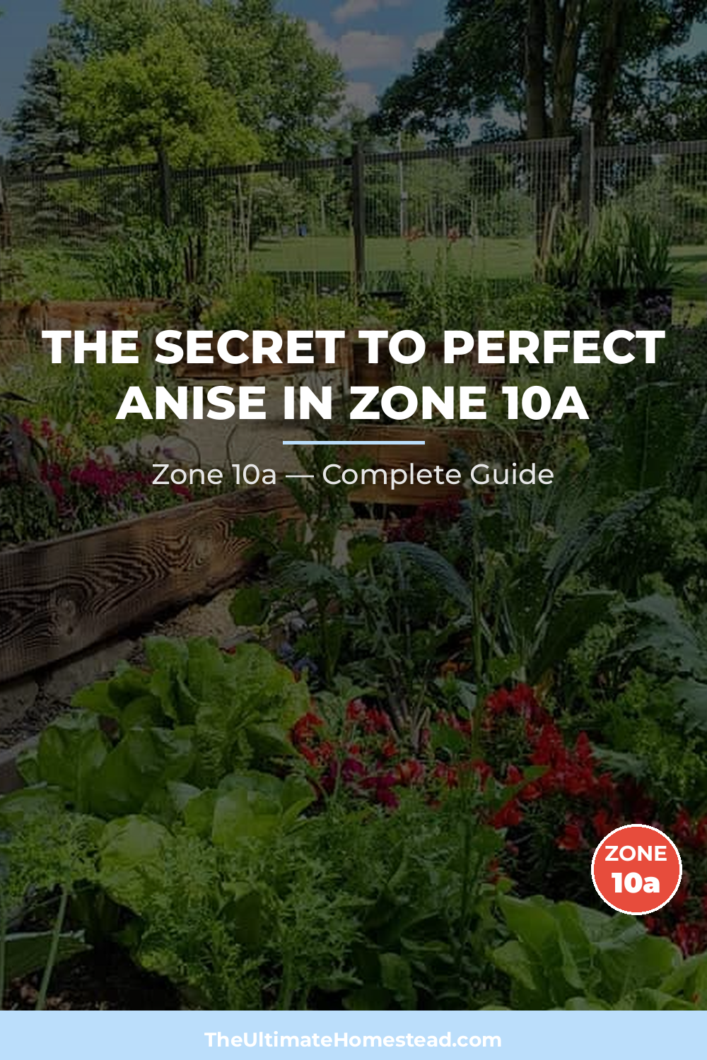 When to Plant Anise in Zone 10a