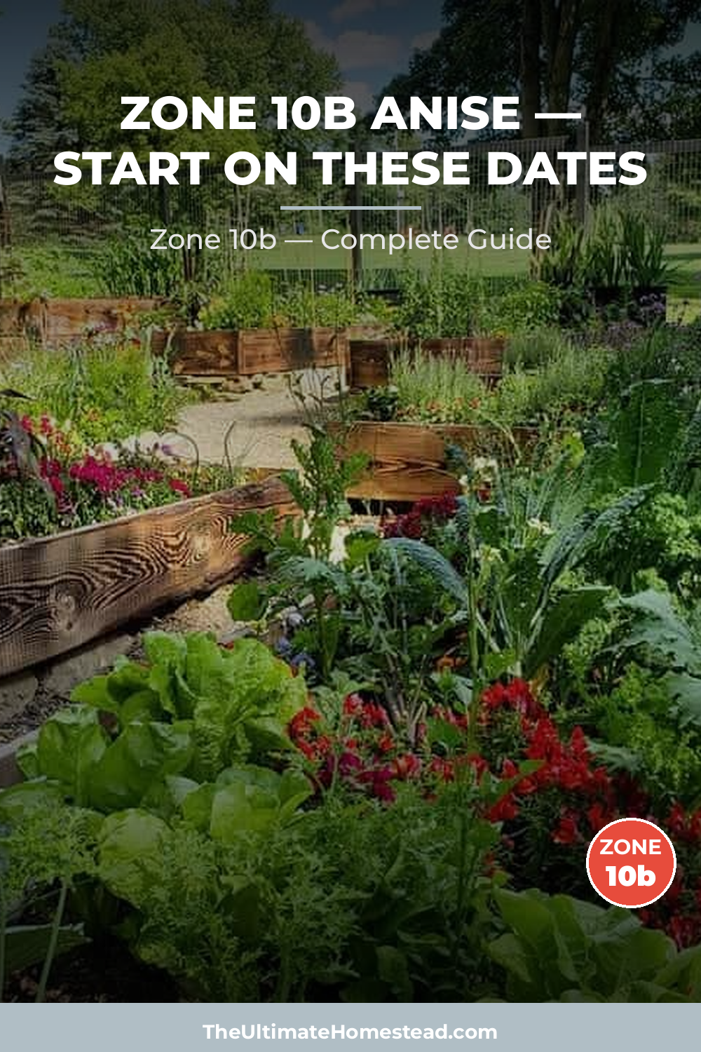 When to Plant Anise in Zone 10b