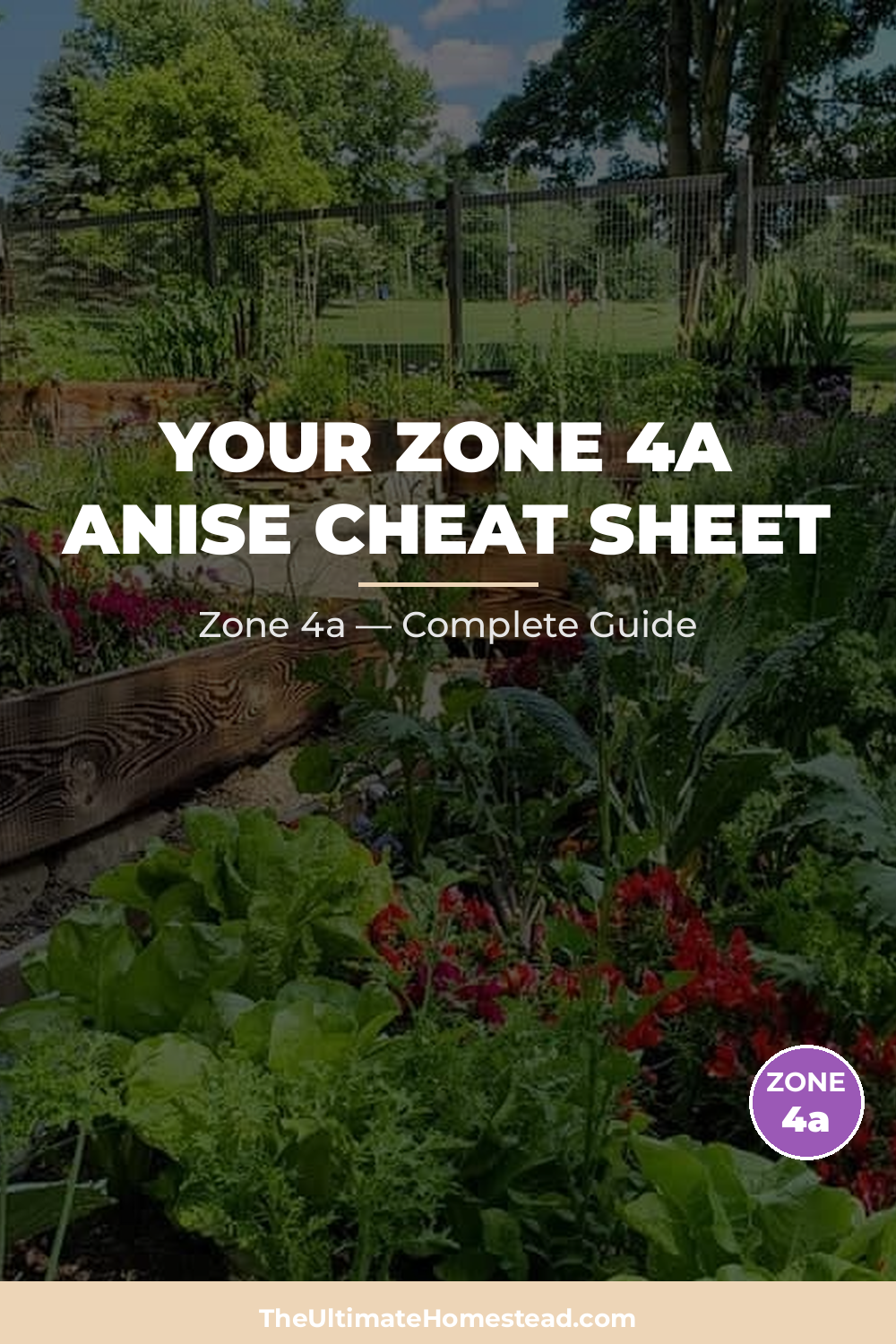 When to Plant Anise in Zone 4a
