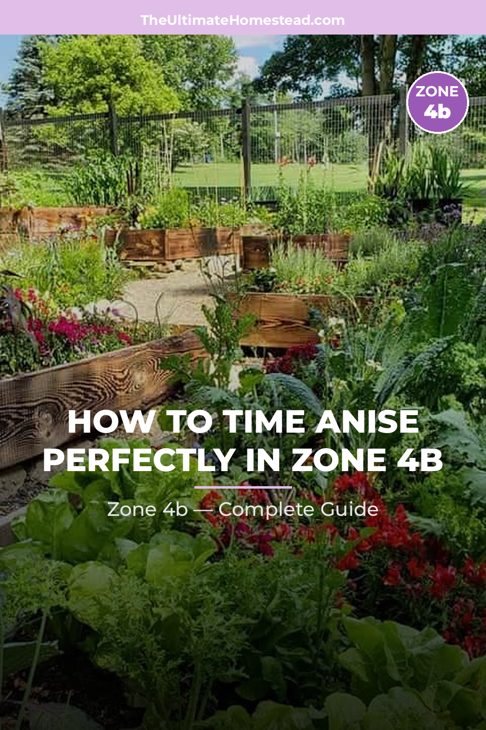 When to Plant Anise in Zone 4b